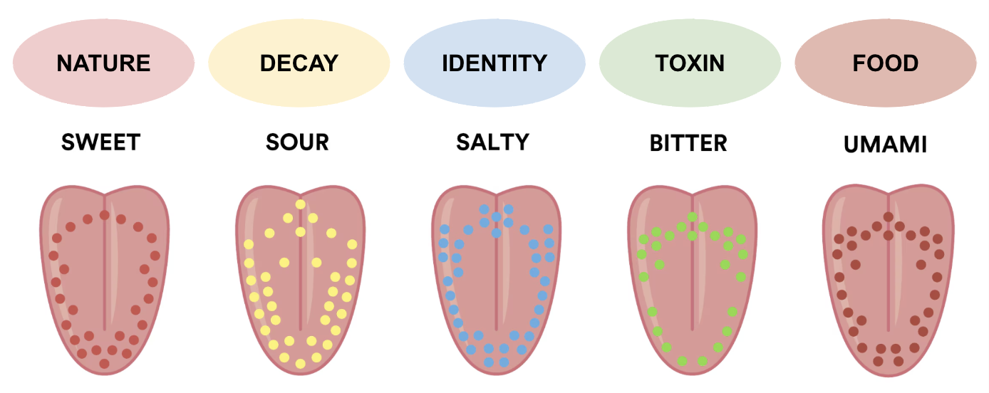 Synthetic Olfactory-Taste Synesthesia